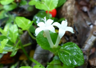 partridge berry flower   Copy